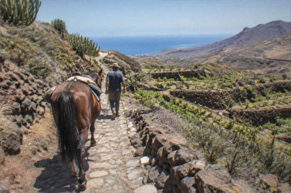 A rider leading a horse along a narrow stone path between green terraced fields