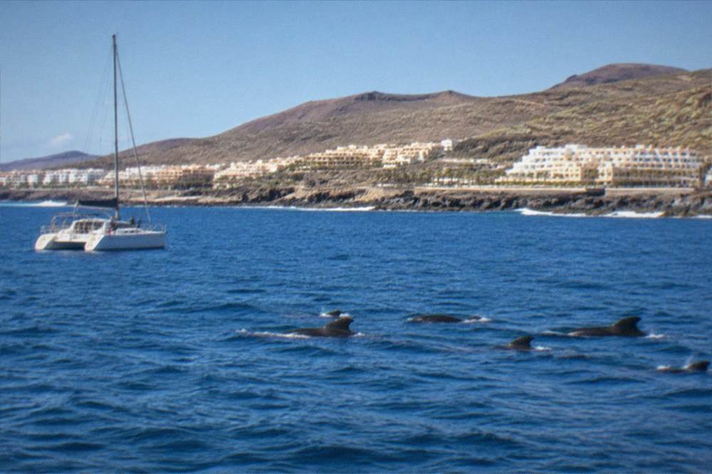 A catamaran holding position at a distance from a pod of pilot whales in open water