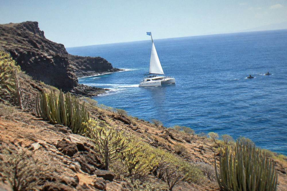 A catamaran with a blue flag flying sails near a rocky coastline with a pod of dolphins in the distance