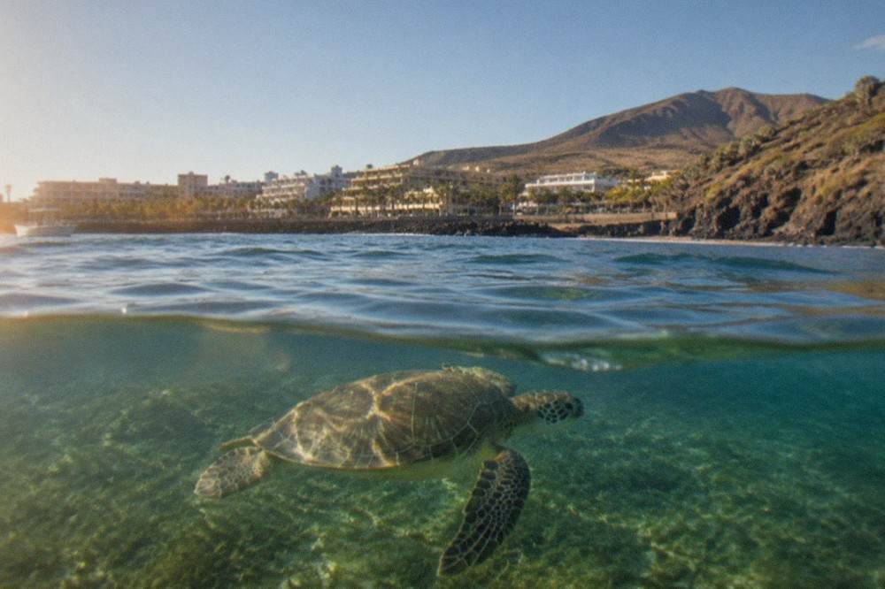 A green sea turtle swimming over seagrass in clear shallow water