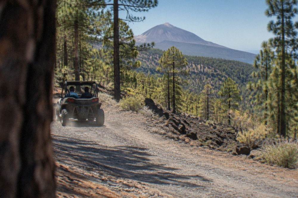 A two-seat buggy on a gravel road winding through pine forest