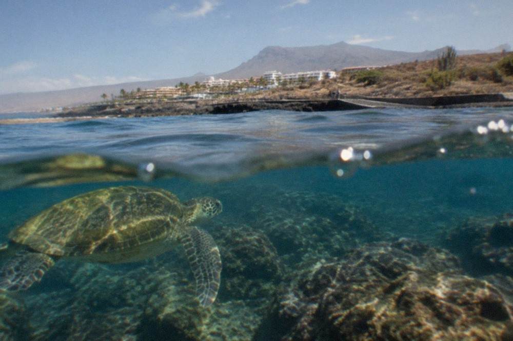 A green sea turtle swimming above a rocky reef in sunlit water