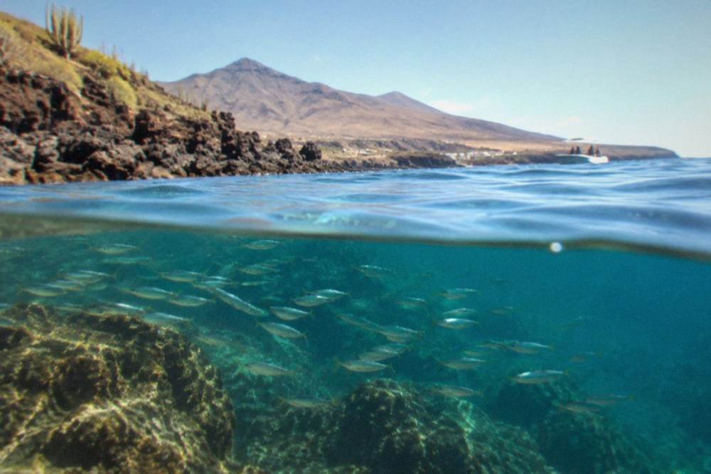 A shoal of small silver fish swimming past a submerged rocky reef