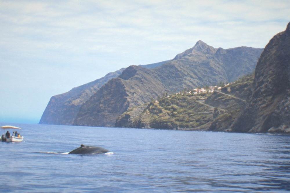 A small whale surfacing near a boat on calm blue water with distant mountains behind