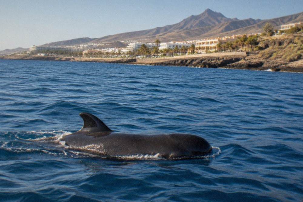 A pilot whale surfacing beside a boat in open blue water