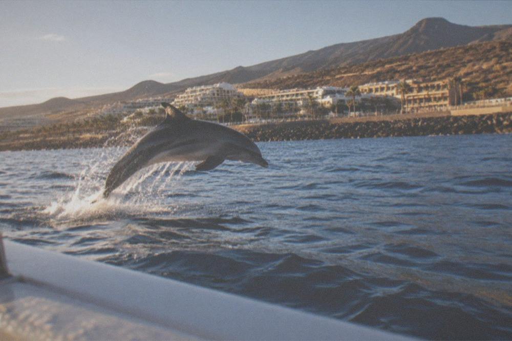 A dolphin leaping above the water surface close to a stationary boat