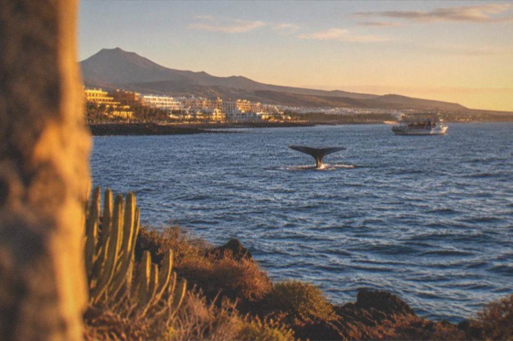 A whale tail visible above the water surface with a boat in the background under a wide sky