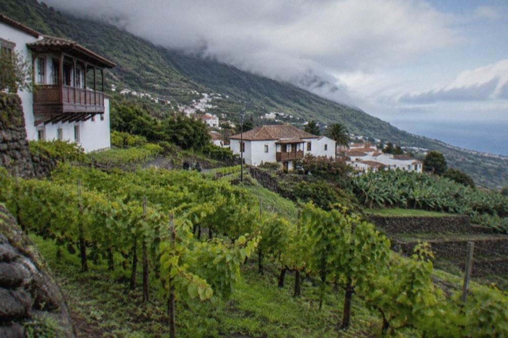 Vineyard rows on a green hillside with the Atlantic coastline in the distance