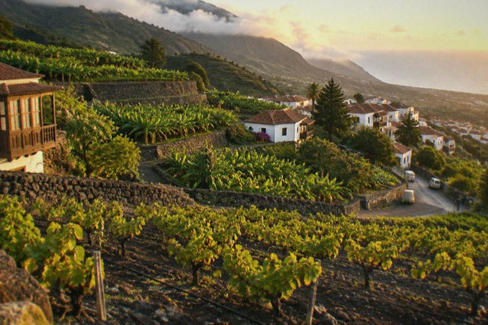 Low vines trained in rows across dark volcanic soil on a sloping terrace