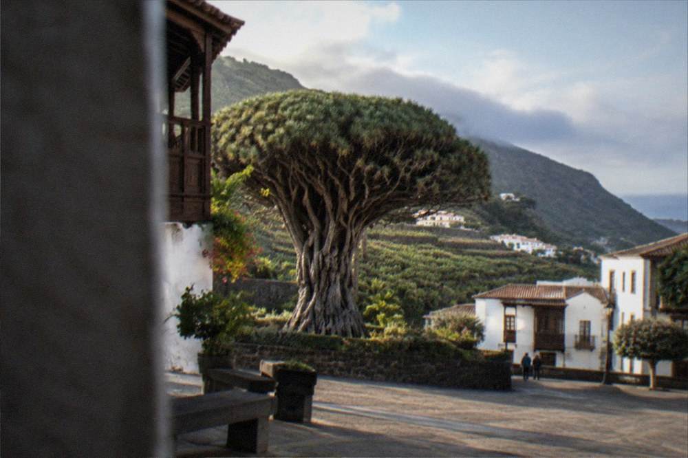 A dragon tree in a plaza in Icod de los Vinos